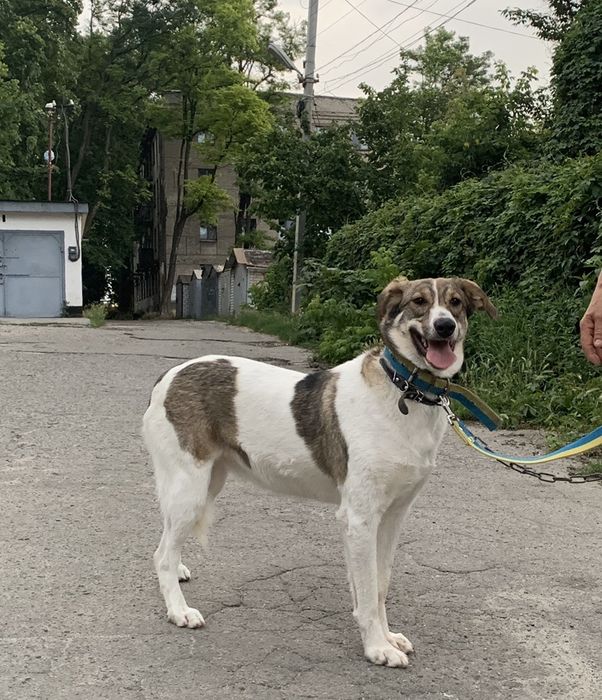 Прекрасная, крупная собачка Сильва