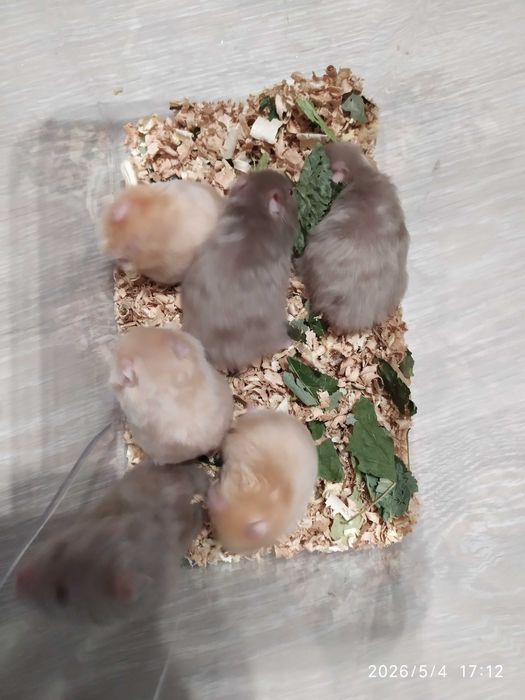 Хомяки, хомяки Джунгарские