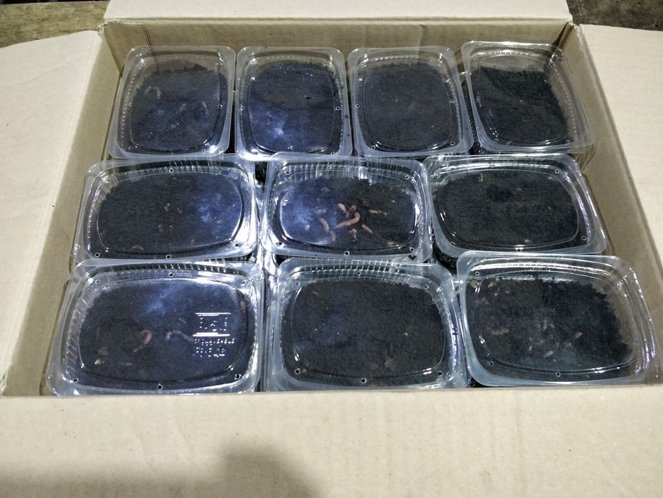 Опарыш,фасований червь, дендробена, мотиль мешковой, опариш