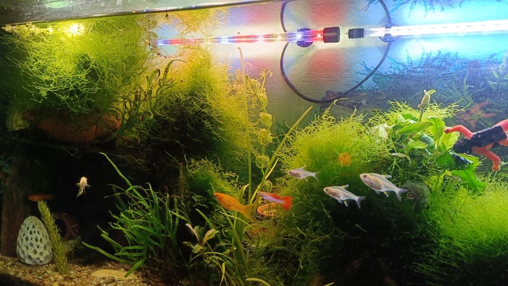 Plantas de aquário musgo de java