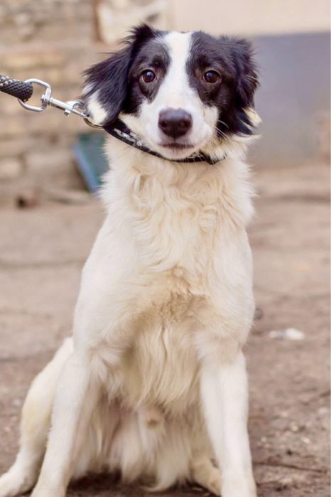 Милый мальчик Пилот ищет дом