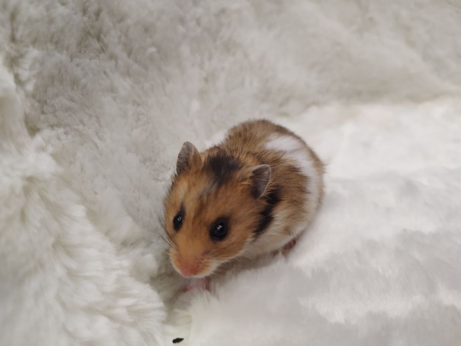 Chomik Syryjski Długowłosy (samica) MASSON