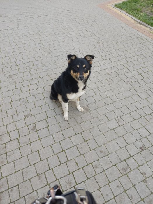 Чей потеряшка, срочно