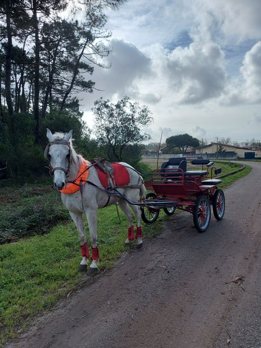 Égua  montada  e engatada