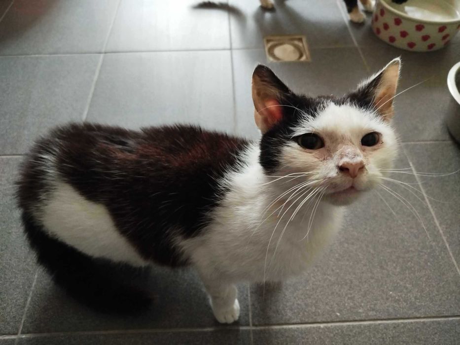 CZAREK adopcja kocurek kot kochany łagodny schronisko