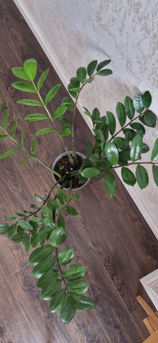 Замиакулькас шикарный красавчик