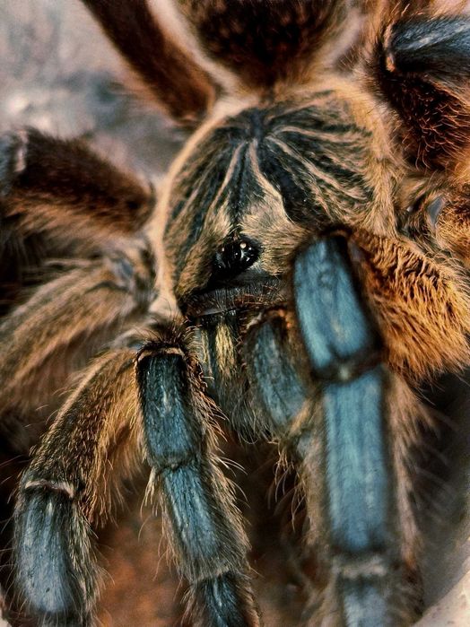 Ptasznik Harpactira pulchripes L2
