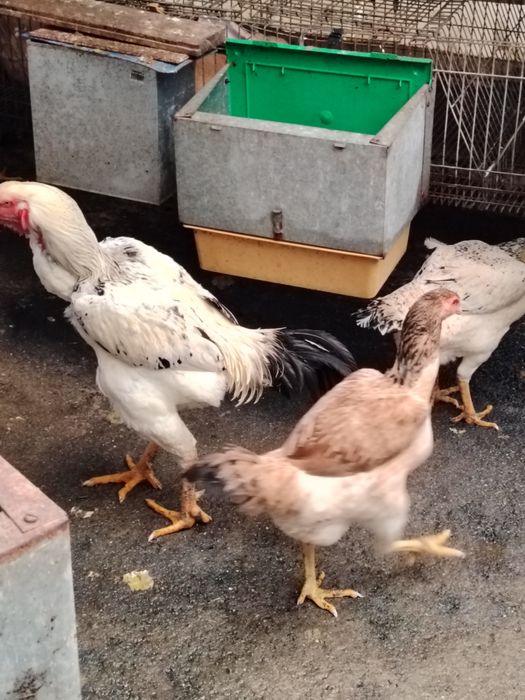 Galinhas Índio Gigante