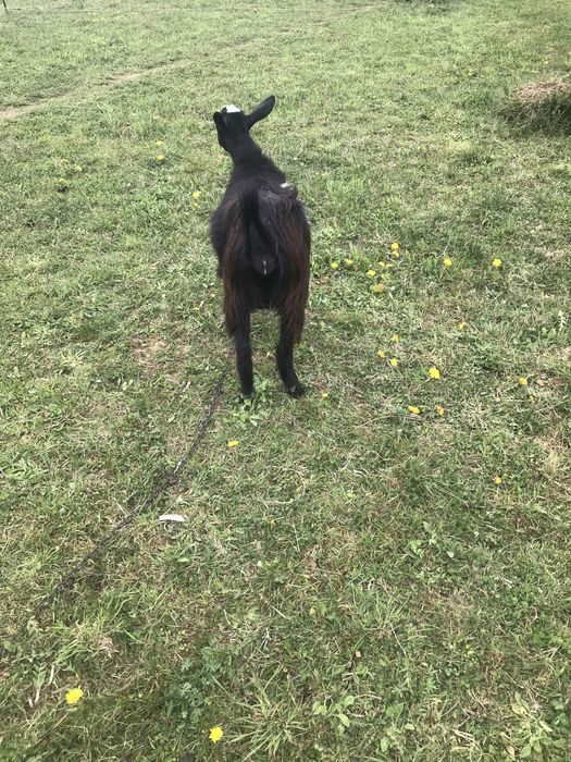 Продам козу первістку