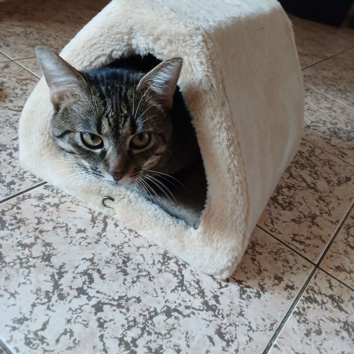 Кошкин дом и когтеточка. Котячий будиночок та драпка