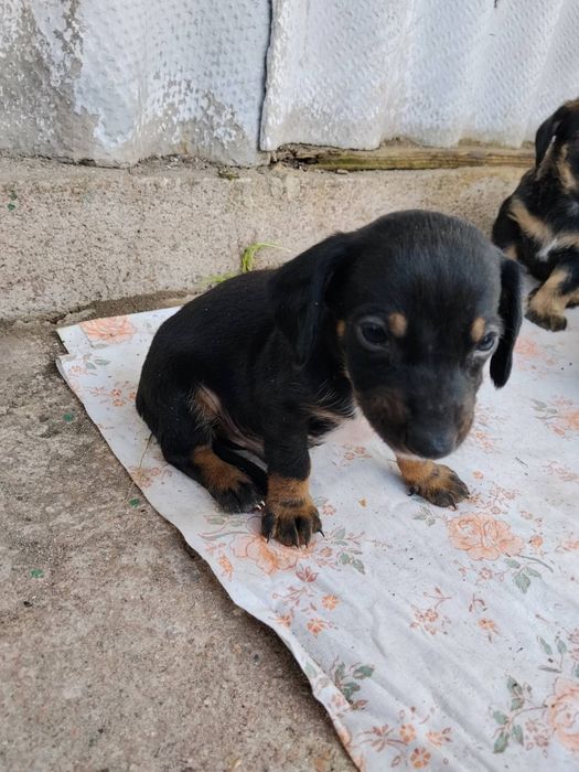 Віддам цуценят!Безкоштовно