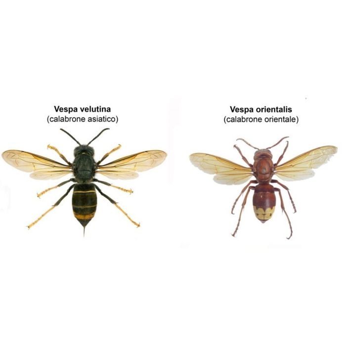 Réguas Anti Vespa velutina orientalis colmeias asiáticas