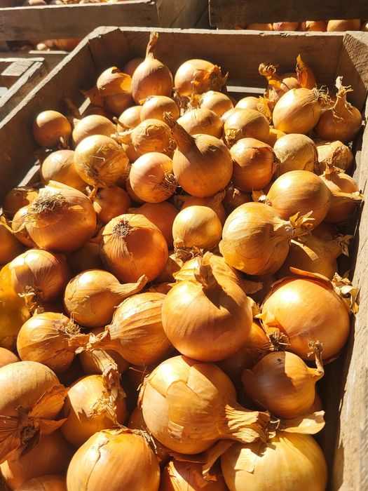 Cebula           .