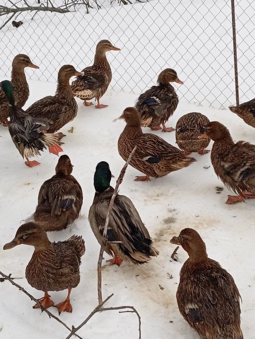 Продам на утримання та розведення