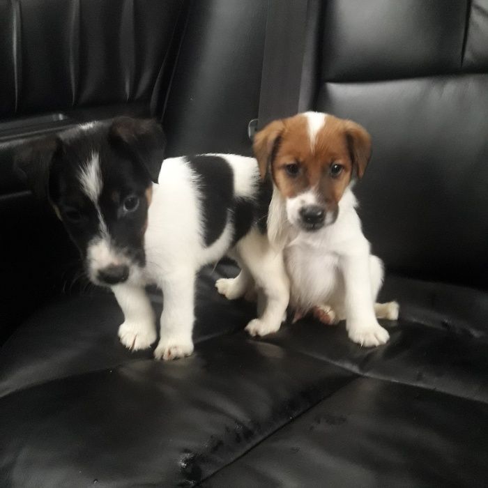 Родословные Щенки Фокс Терьер