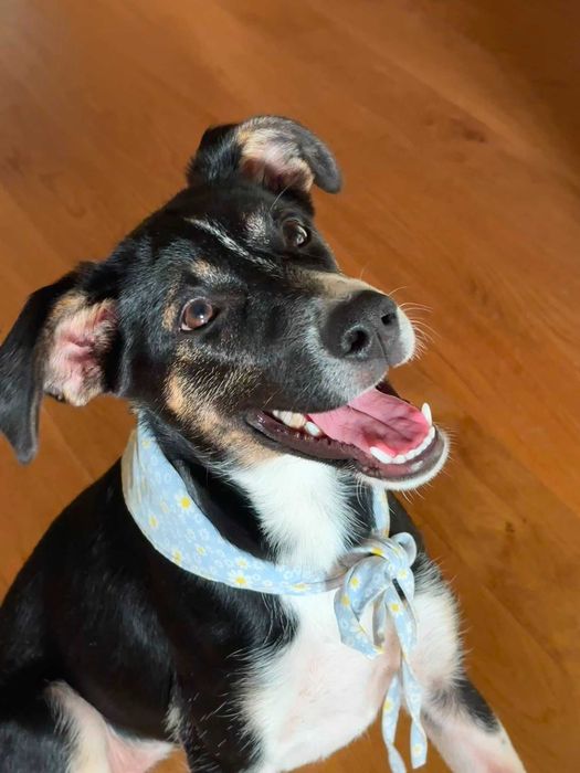 Cadela 6 meses para adoção responsável