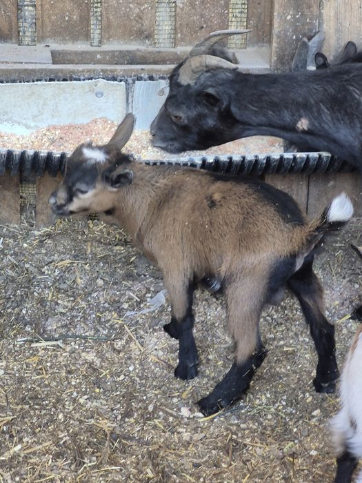 Cabrito anão,  perfeito corta relvas