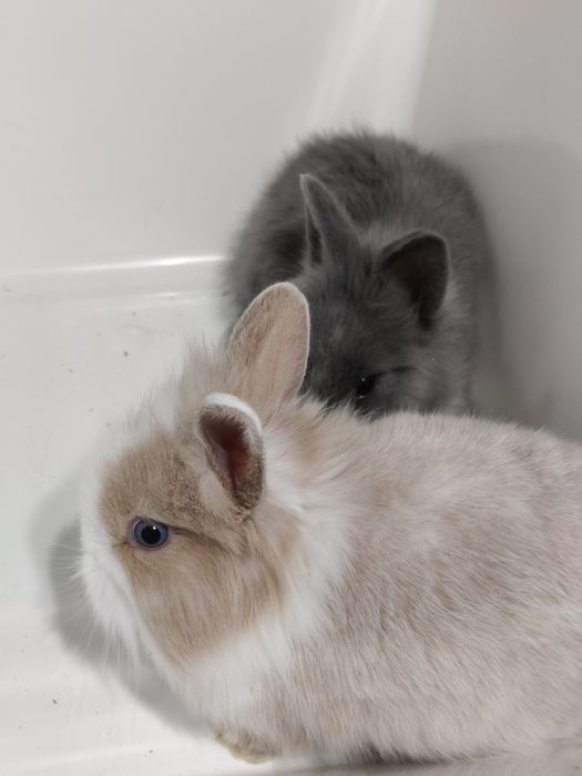 Króliczki Minilop miniaturki baranek  sklep zoologiczny Julianowska 7b