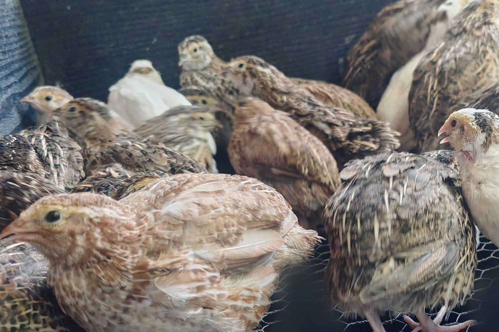 Przepiórka Nioska Japońska młoda