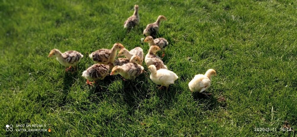Продам індичата підрощені