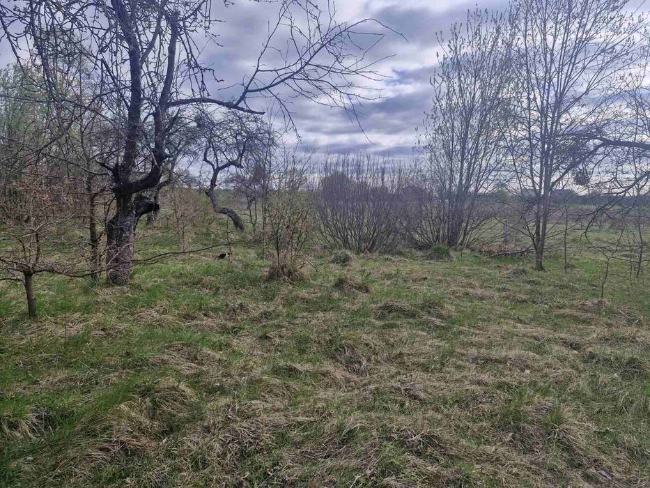 Продаж ділянки 35 сот в с.Сінгури. (26110981)