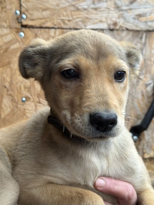 Вакциноване цуценя шукає дім