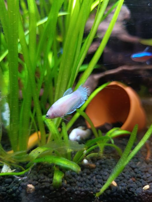 Bettas fêmeas...