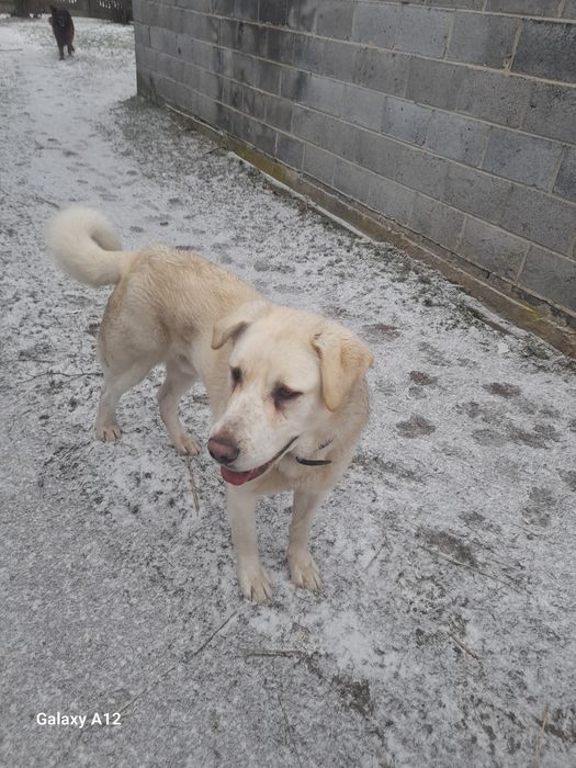 Za darmo Owczarka środkowoazjatyckiego