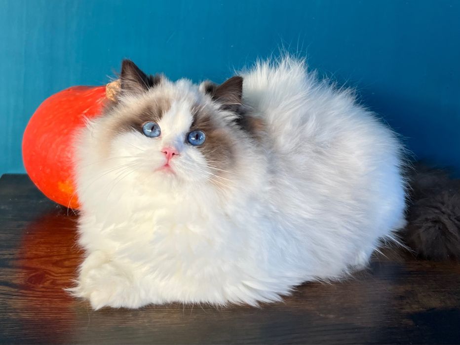 Margaret -niezwykłej urody kotka Ragdoll show-pet FPL kocięta koteczka