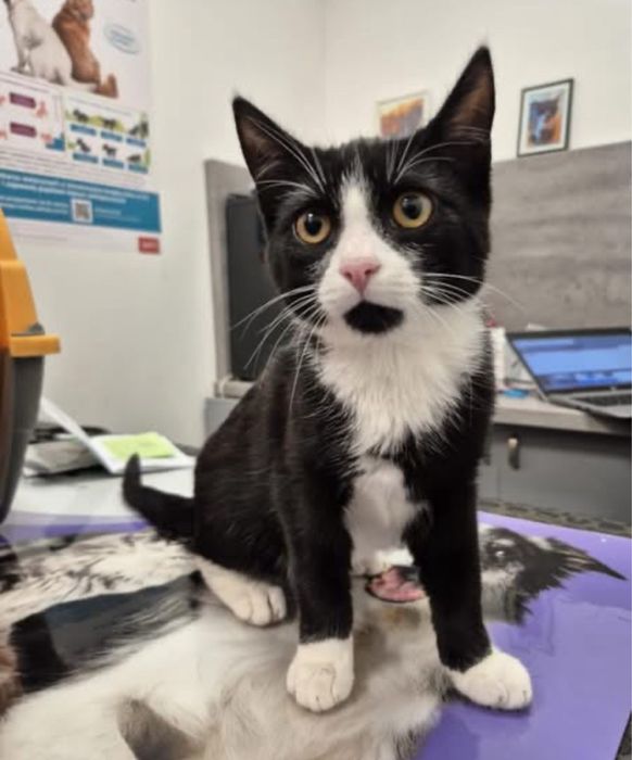 Rogatek poleca się do adopcji!