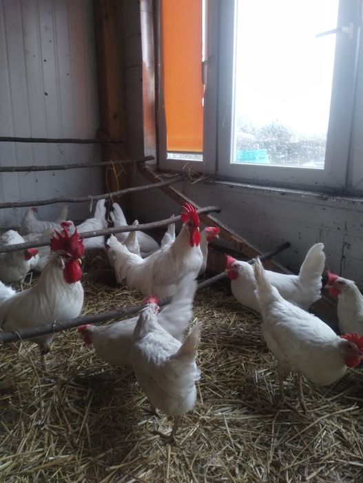 Sprzedam jaja lęgowe rasy Leghorn
