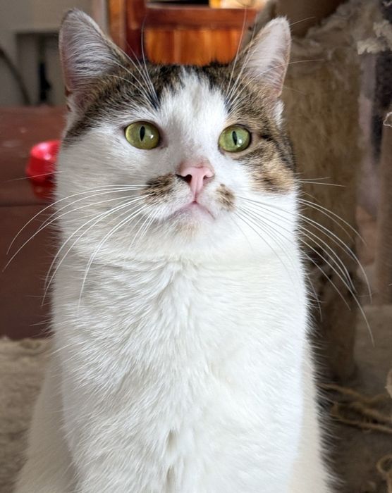 Дуууже ласкавий котик кастрований