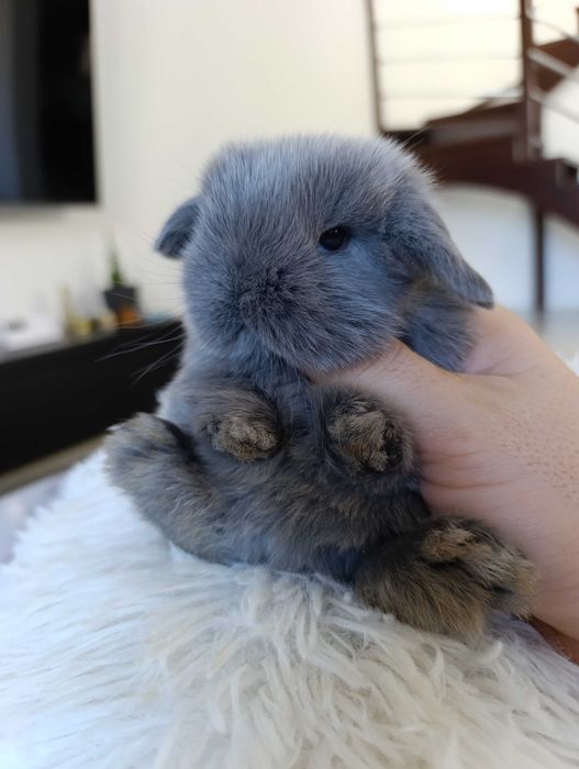 Mini lop karzełek Teddy hodowla zarejestrowana