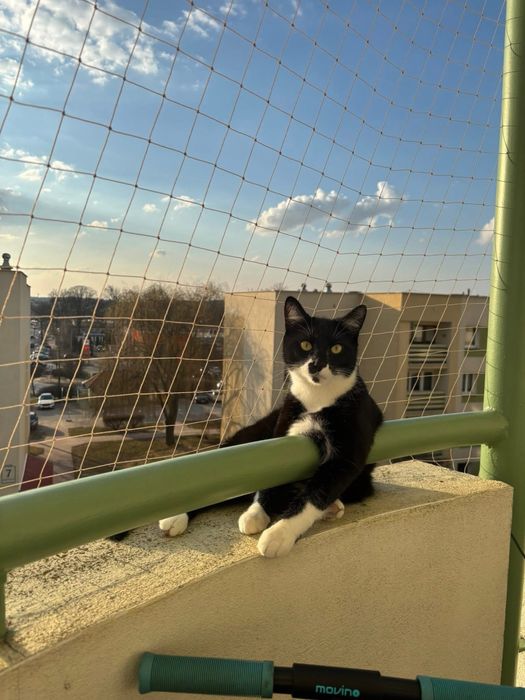 Dwa kocurki szukają nowego domu