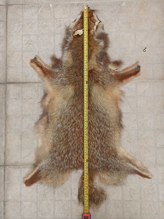 Pele de Javali e raposa para decoração