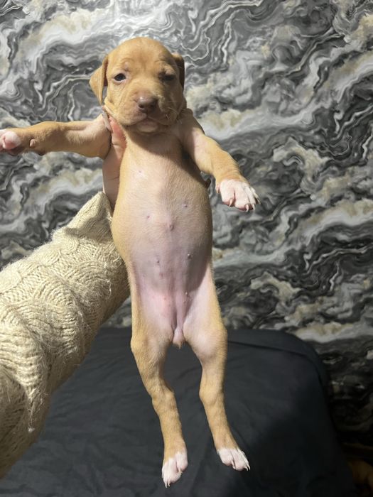 Питбуль красноносый чыстокровный