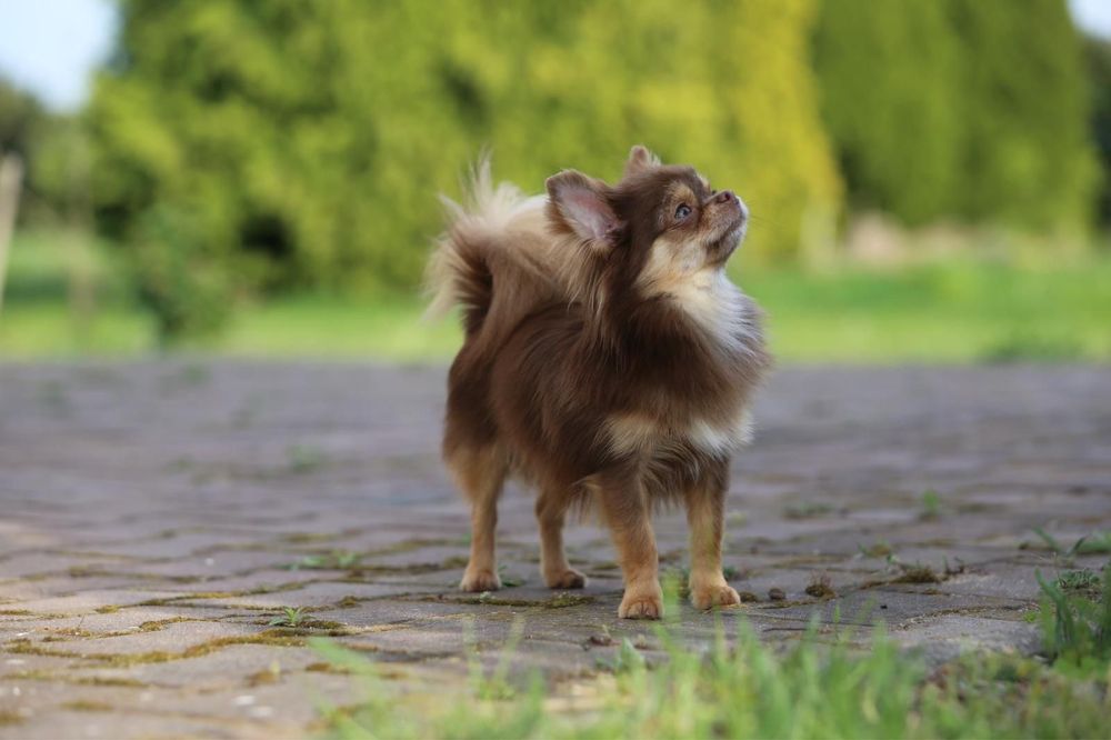 Chihuahua dlugowlosy FCI czekoladowy podpalany REPRODUKTOR