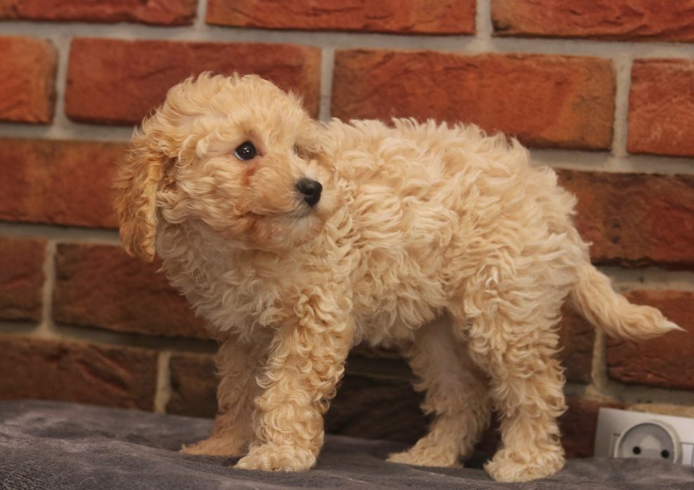 Przepiękna suczka pudel toy/miniatura. Badania genetyczne