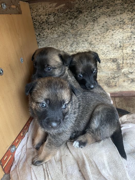 Cadelinhas para adoção