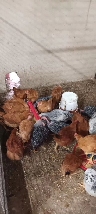 Frangos caseiros para vender