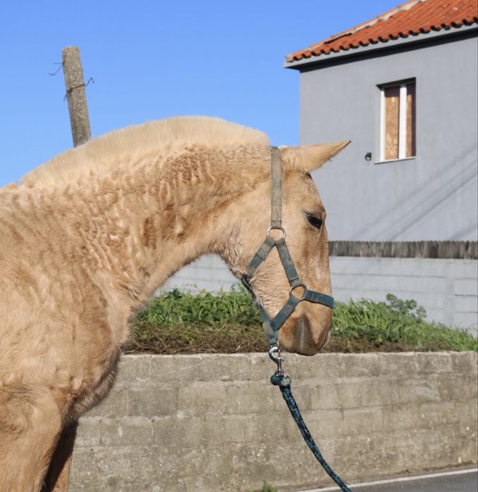 **poldra palomina lusitana 6 meses **