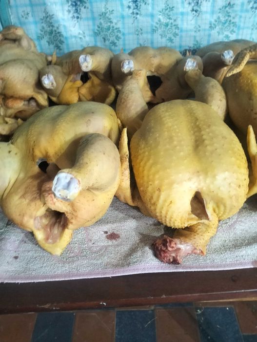 Бройлер домашній