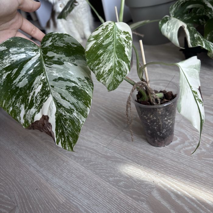 Монстера Альба на 3 листочка