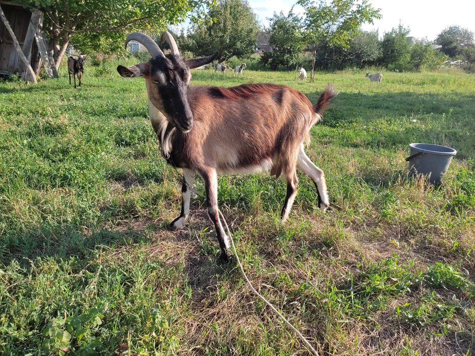 Продам дійну козу