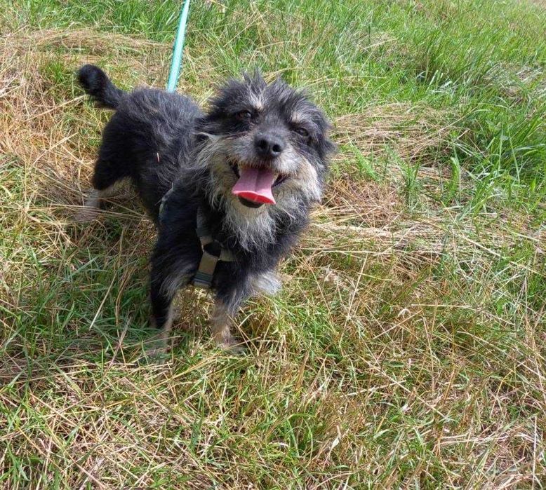 Suczka Cruella szuka swojego domu! Oddam psa, psy do adopcji