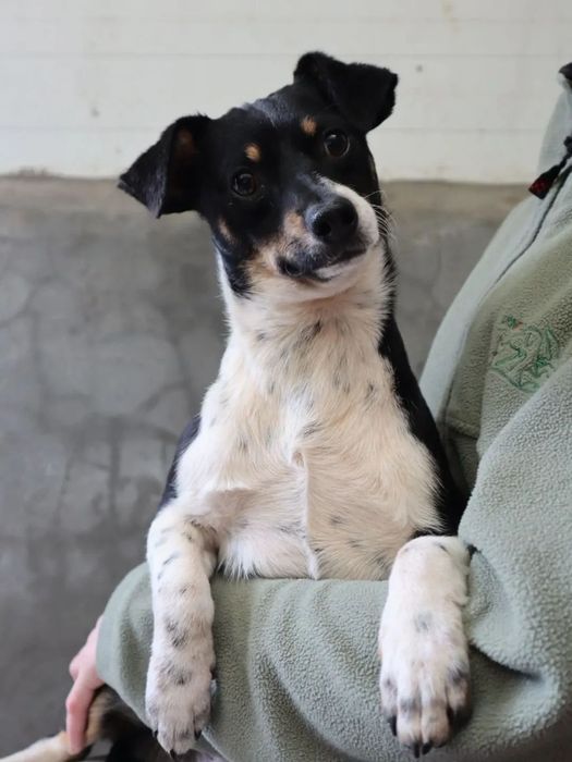 Bruce Lee, para adoção