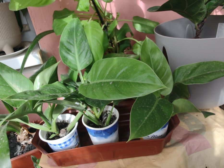 ФИЛОДЕНДРОНЫ разные сорта