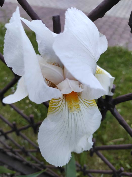 promocja na Irysy pachnące białe