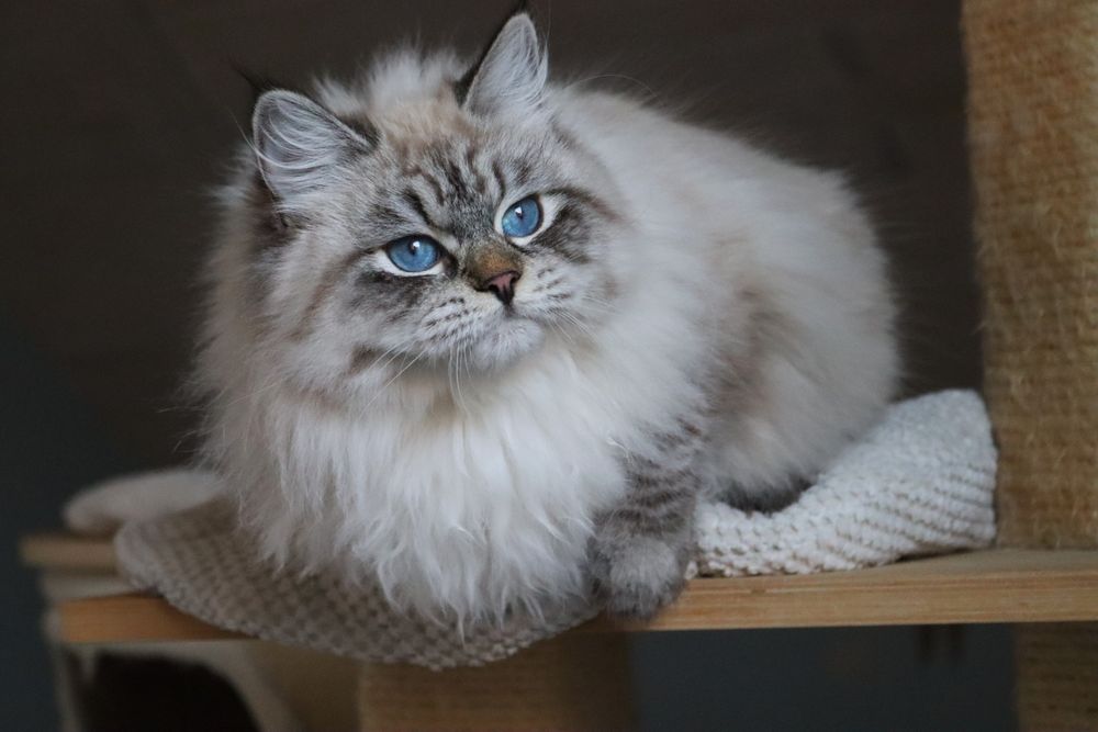 Piękny Kocurek Neva Masquerade po International Champion