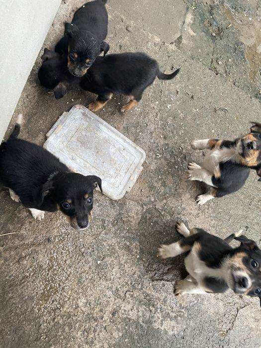 Собачки дівчатка